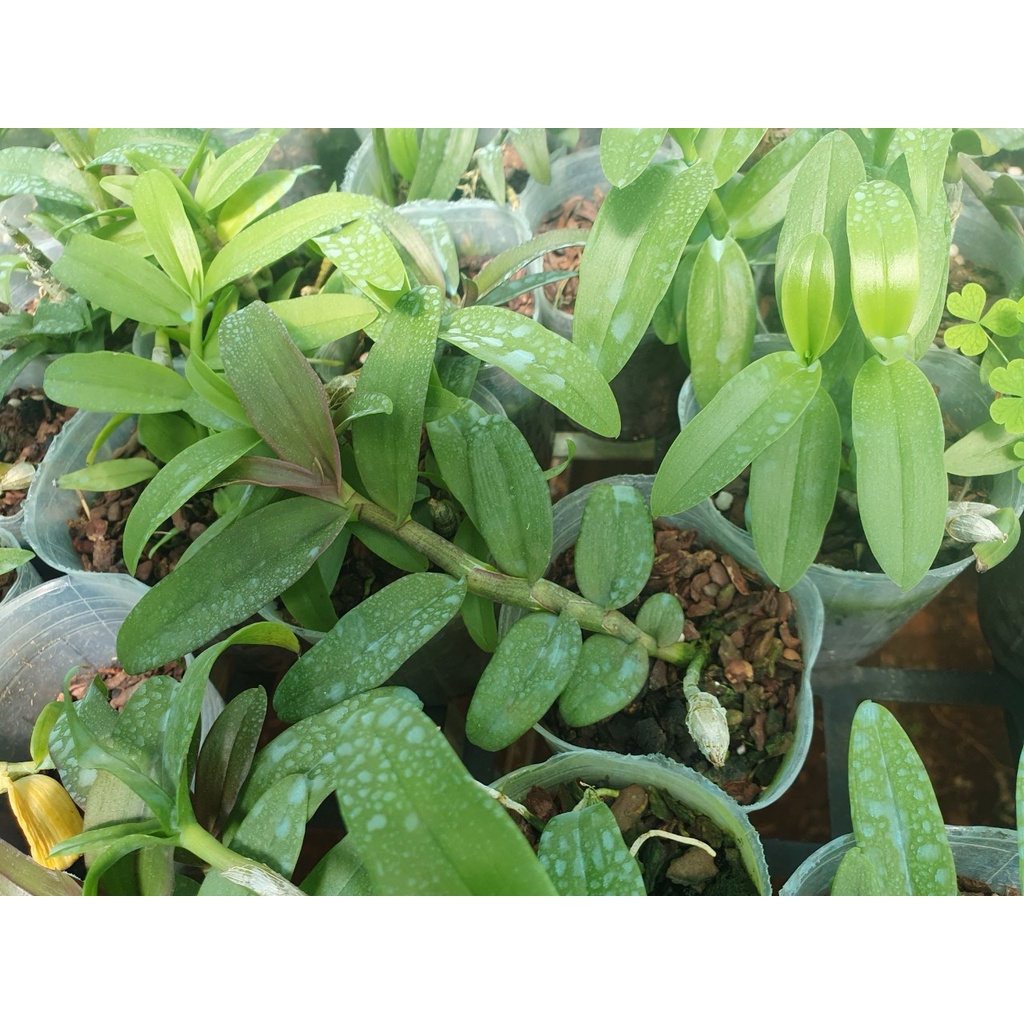 [Giá hủy diệt] phi điệp hồng gia lai gieo hạt hàng 10-15 cm khỏe đẹp