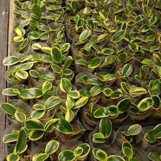 Hồ điệp lá biên