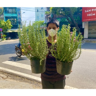 CÂY HƯƠNG THẢO LỚN 40CM ĐẸP TO THÂN KHOẺ - ROSE MARY