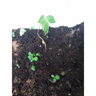 Hạt giống nhân sâm Hàn Quốc 🌱