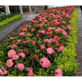 bầu hoa mẫu đơn đỏ mỹ(hoa trang hồng đỏ), gửi đi nguyên bầu cây giống. hoặc mixx đủ màu