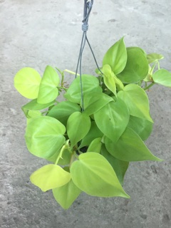 TRẦU BÀ TIM VÀNG GÁO DỪA