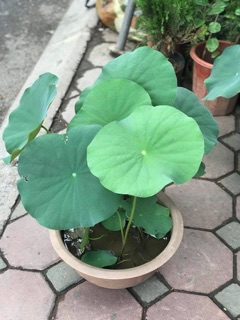Hạt sen mini nhật bản