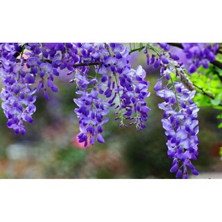 Cây Hoa Tử Đằng Leo Nhật Bản (Fuji) Tím