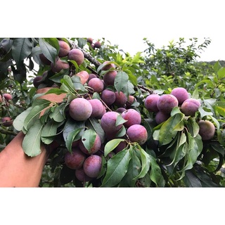 Cây giống mận hậu