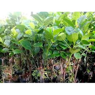 Cây giống mít không hạt