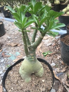 Hoa sứ tím