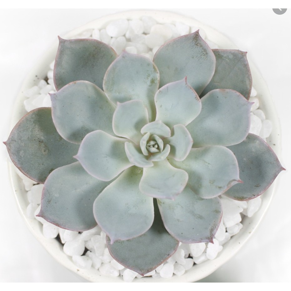 Sen đá Hồng Phấn Nhỏ Siêu Dễ Thương | BigBuy360 - bigbuy360.vn