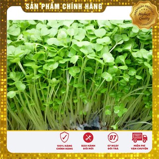 Hạt Giống Mầm Cải Ngọt