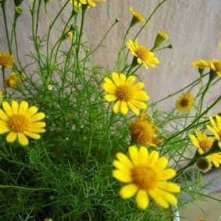 HẠT GIỐNG CÚC SAO BĂNG RỦ THÁI LAN