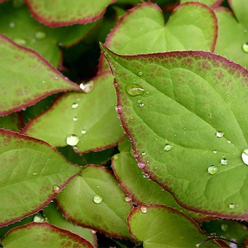 Viên uống tăng cường sức khỏe nam PipingRock Horny Goat Weed 100 viên