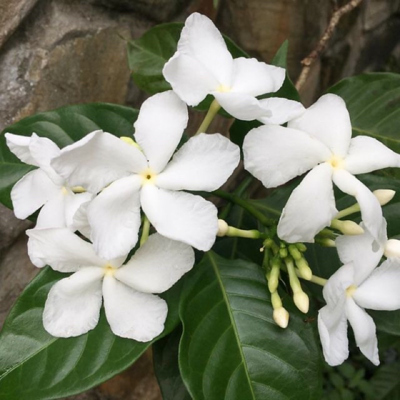 Cây nhài Tây / Ngọc bút