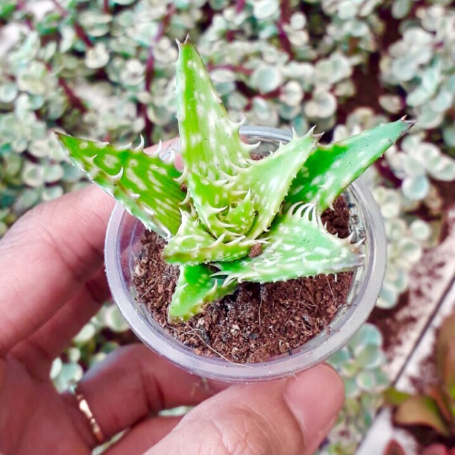 Sen aloe hàm cá sấu