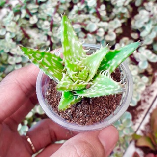 Sen aloe hàm cá sấu
