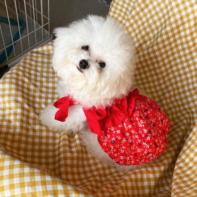 Đầm CộtNơ Thiết Kế Xinh Xắn Thời Trang Cho Thú Cưng