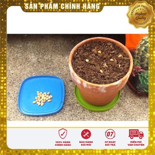 Hạt Giống Anh Đào