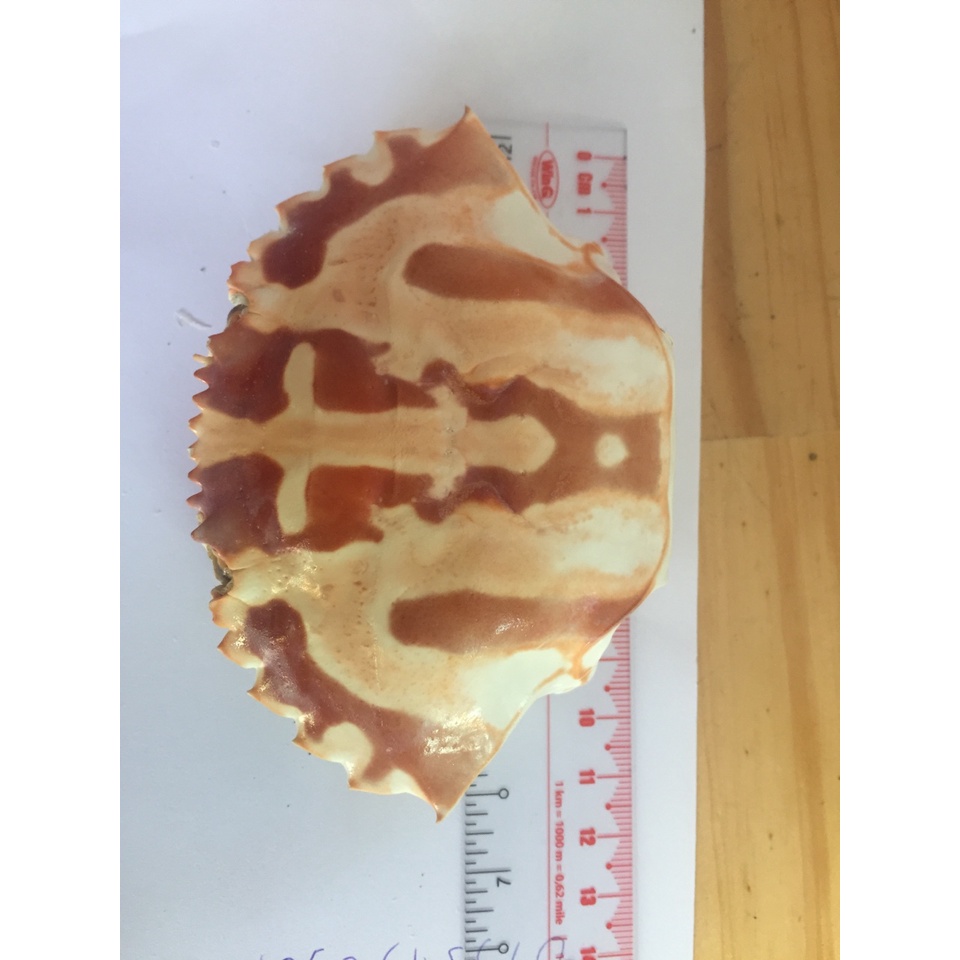 Vỏ ghẹ khô 10 cai