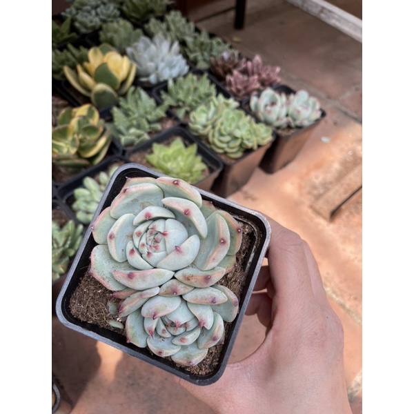 SEN ĐÁ BÁNH BAO SIZE TRUNG CHỈ 45k