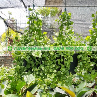 [CAYBONMUA.VN] Cây Đô La [CHẬU TREO TRẮNG] Cao 30-50cm