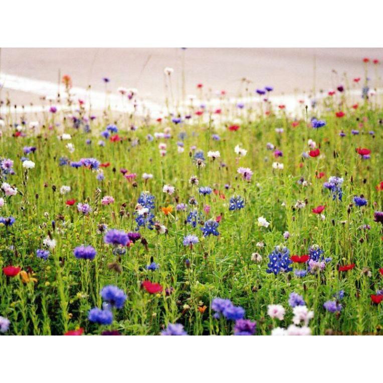 100H - Hạt giống hoa dại sân vườn kết hợp - mix >25 loại