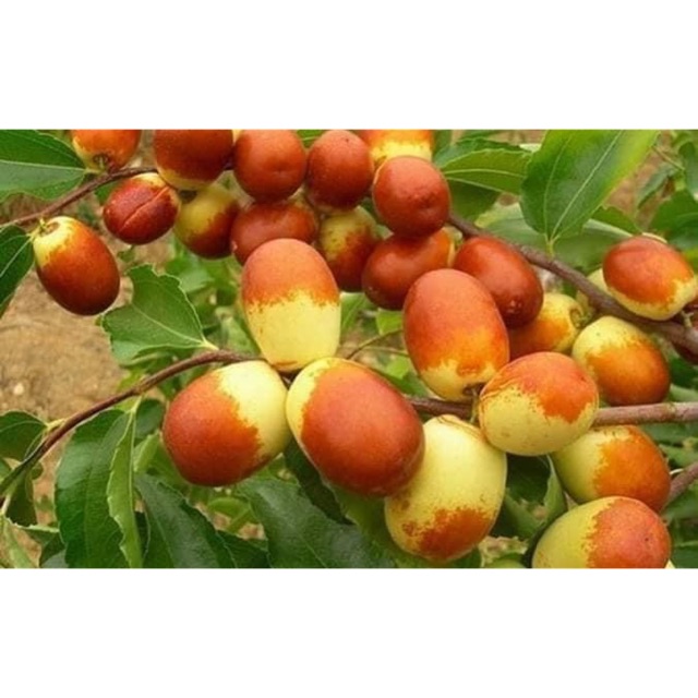 Hồng táo Tân cương