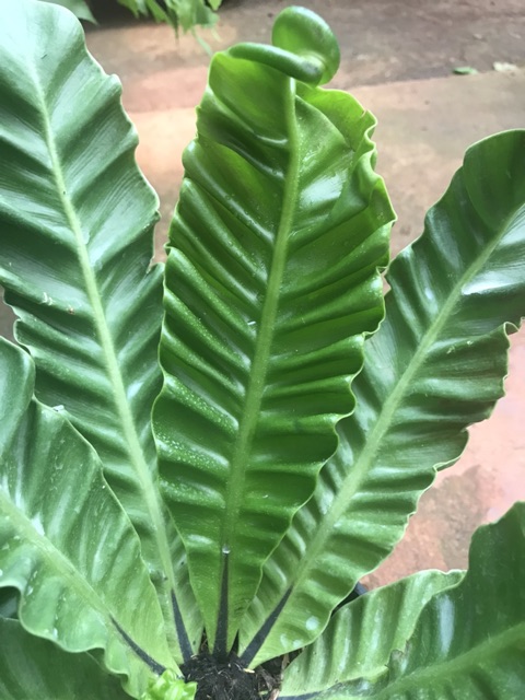 Chậu cứng Dương xỉ phúc lộc