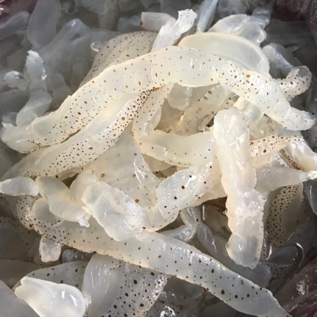 [5kg] SỨA Biển