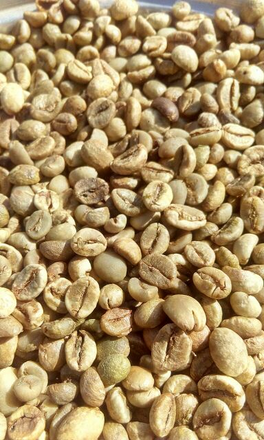 CAFE MIKA HẠT RANG MỘC ROBUSTA CHỈ CÓ 1 MÌNH CAFE rẻ nhất Đak Lak