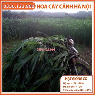 Hạt giống cỏ ngọt lai siêu năng suất- cỏ chăn nuôi 500g