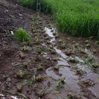 Cỏ Chịu Ngập Paspalum (Gói 200g)