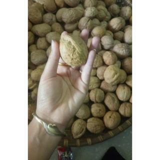 Óc chó tây bắc