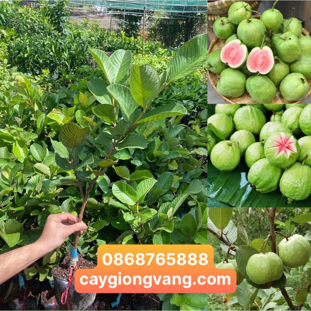 Ổi ruby, ổi ru by ruột đỏ không hạt Học Viện Nông Nghiệp Việt Nam giòn ngọt Trồng Chậu chuẩn giống F1