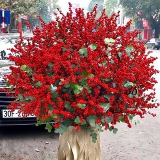Hoa giả - Đào đông
