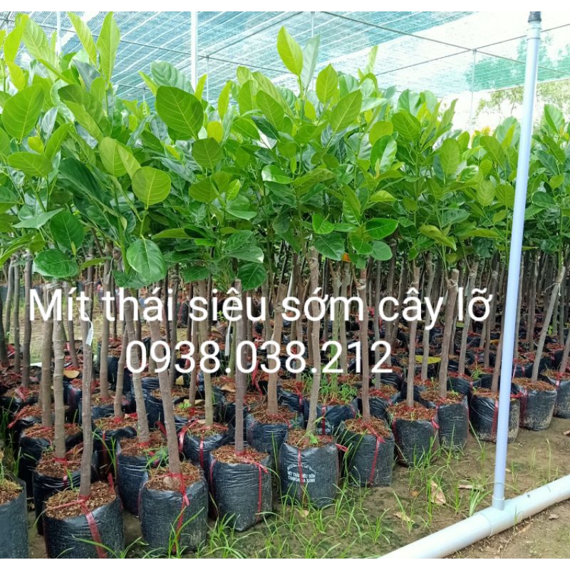 CÂY MÍT THÁI SIÊU SỚM CHANG GAI DA XANH CÂY LỠ