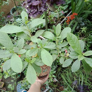 Cây thanh điệp, Cây thanh xà