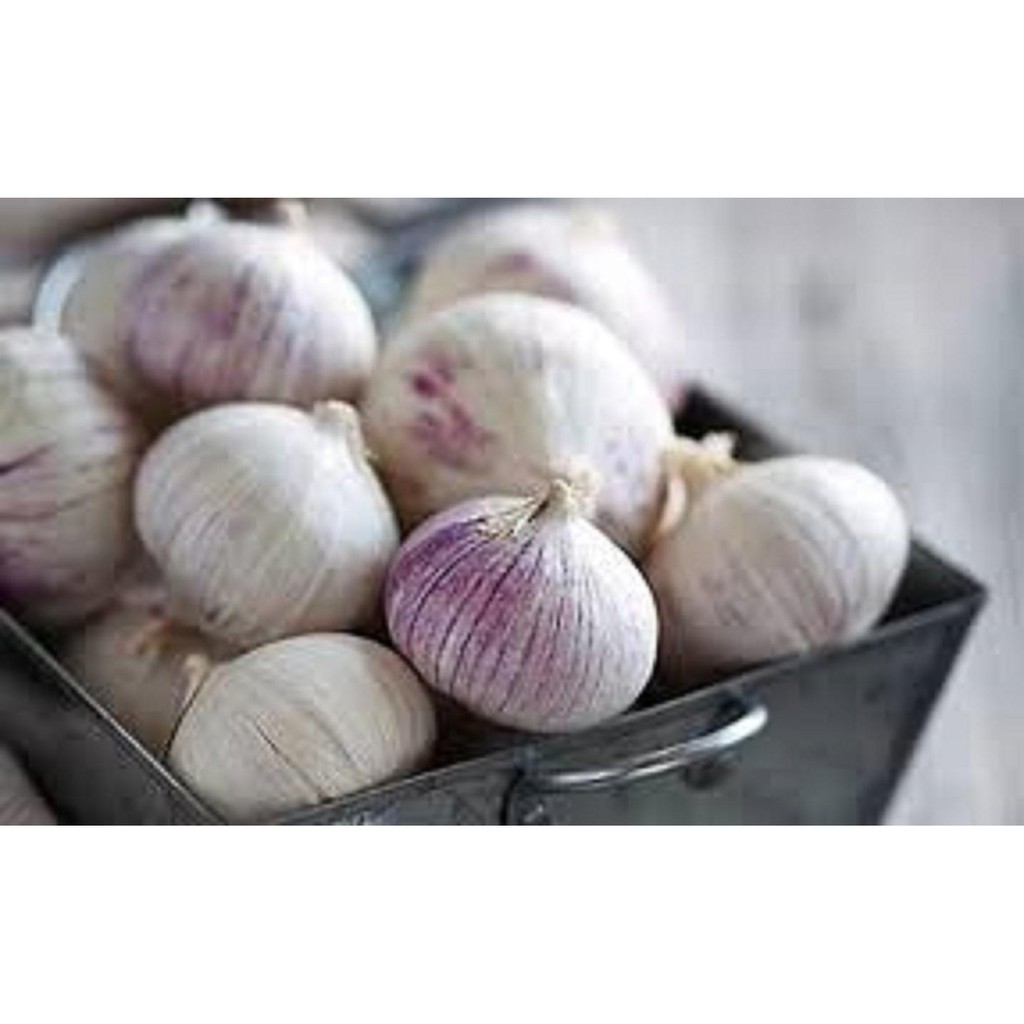 Tỏi Cô Đơn Phan Rang, trái lớn, già, thơm ngon, chất lượng [1 kg] I Kho Thảo Dược 24h