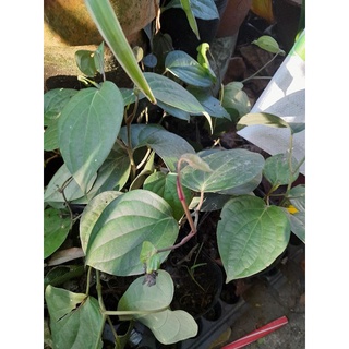 cây hồ tiêu giống 1 chậu