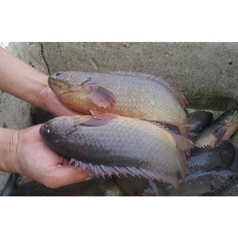 Cá Rô Đồng Tươi Ngon Đã Làm Sạch | Giao Siêu Tốc HCM