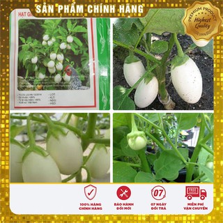 Bộ gói hạt giống Cà pháo (cà bát) (cà trứng) trắng