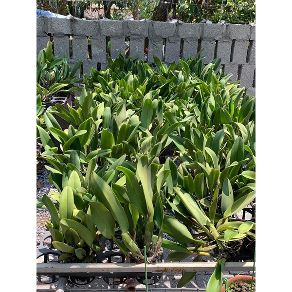 CATTLEYA HOA ĐẠI HÀNG KHỦNG LONG, CÓ CHẬU ĐANG MÈO