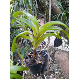 quế xếp hòa bình chậu f12