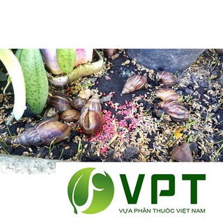 Bả mồi diệt ốc Thái Lan (Hũ 200g)