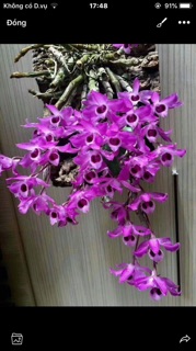 TRẦM TÍM GIỐNG hoa thơm- bền .