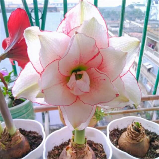 1 củ Huệ tây  kép mix màu