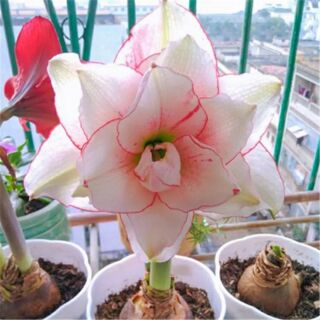 1 củ Huệ tây  kép mix màu
