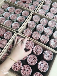 BÚT CHÌ Deli 50c