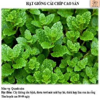 Hạt giống húng bạc hà ta, húng lủi thơm mát LUCKY SEEDS