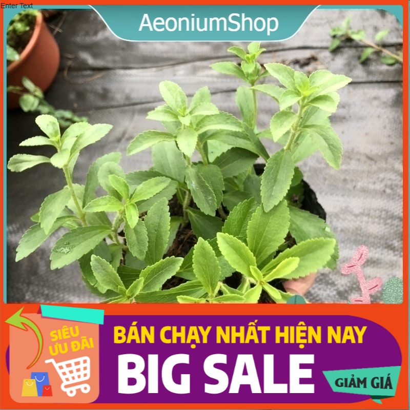 Cây Cỏ Ngọt ( Cỏ Lạc 🌿 ) Size Mini Chất Lượng To Bự 🪴