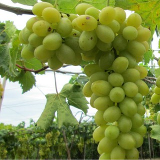 Hạt giống nho lùn F1