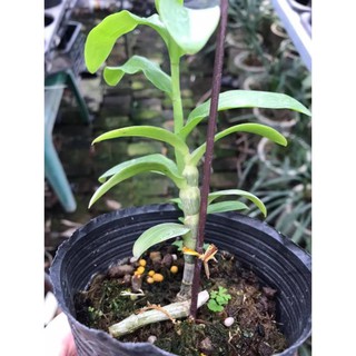 kie phi điệp rừng mắt bão